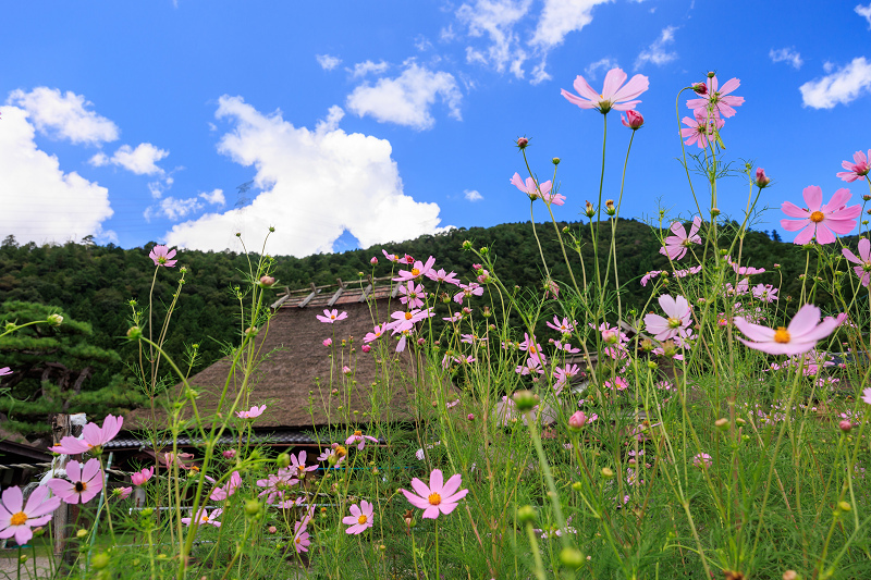 2023夏の花畑　そばの花咲く美山かやぶきの里_f0155048_22074124.jpg