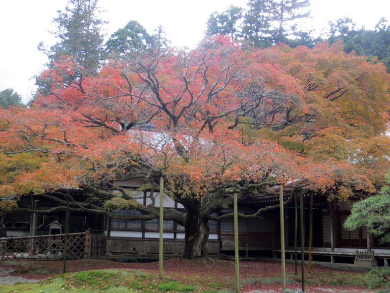  ■船越の牡蠣小屋〜雷山観音紅葉探訪、そして週替わりの夕暮れ［11/16・18・19］_d0190217_22304297.jpg