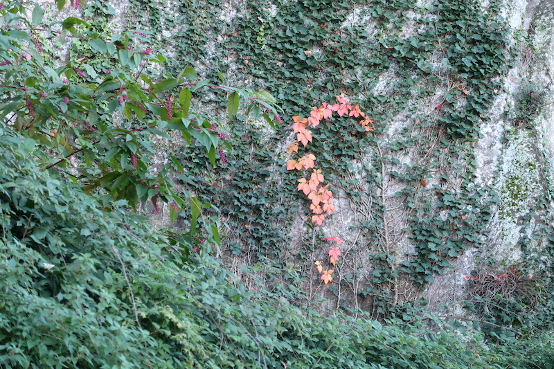 秋深まり紅葉きれいオルヴィエート_f0234936_23402235.jpg