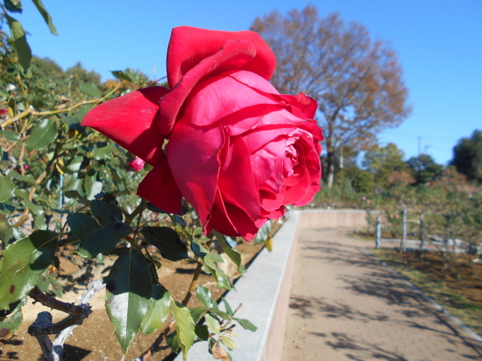 敷島公園の秋バラを見に行く_a0129636_15461746.jpg