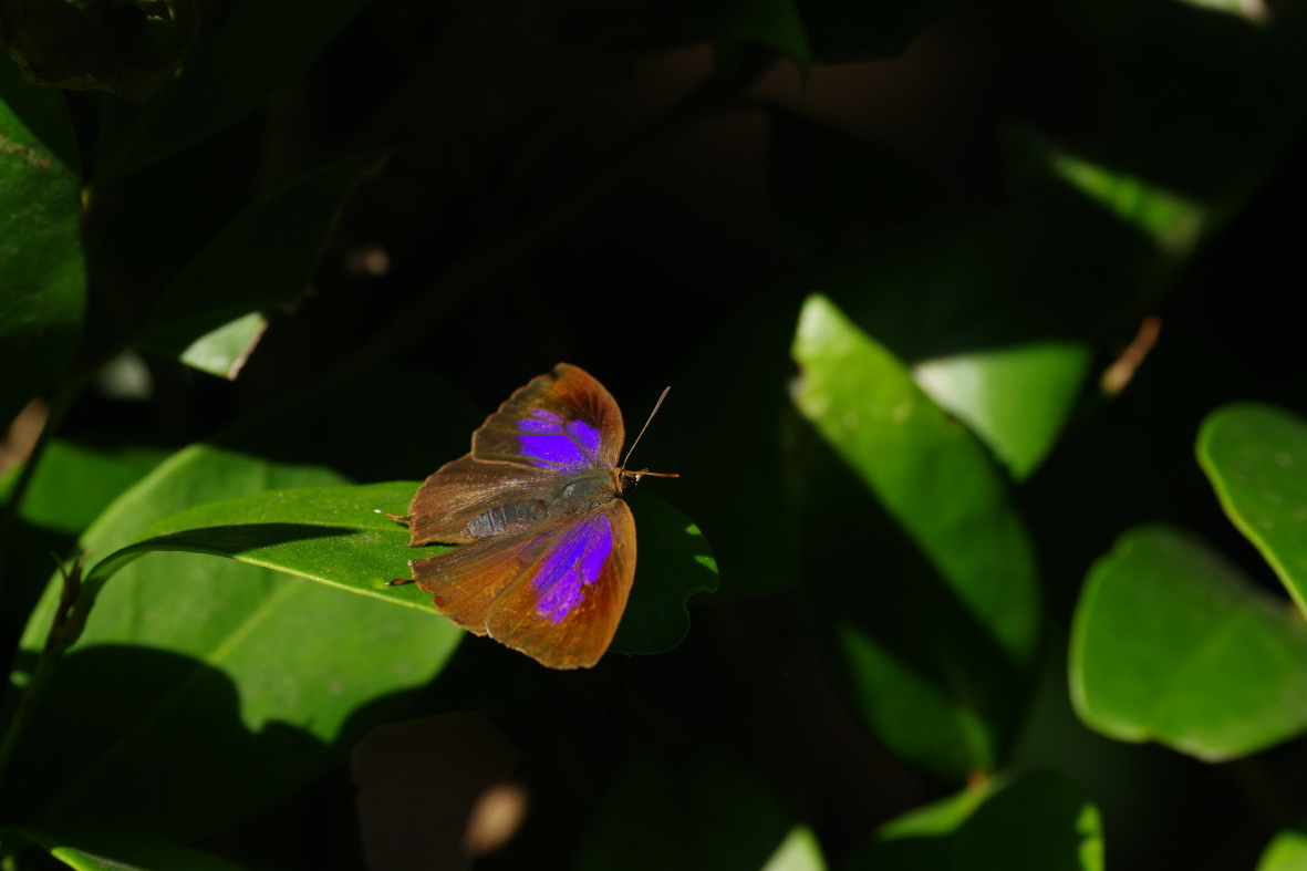 晩秋の花　チョウは越冬へ_b0301570_16165600.jpg