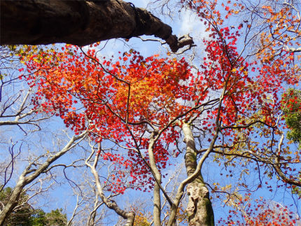 金山の紅葉（福岡市早良区）_d0182075_00124941.jpg