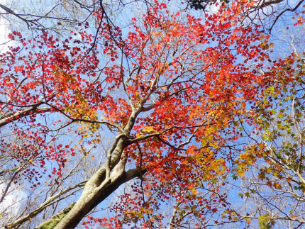 金山の紅葉（福岡市早良区）_d0182075_00130008.jpg