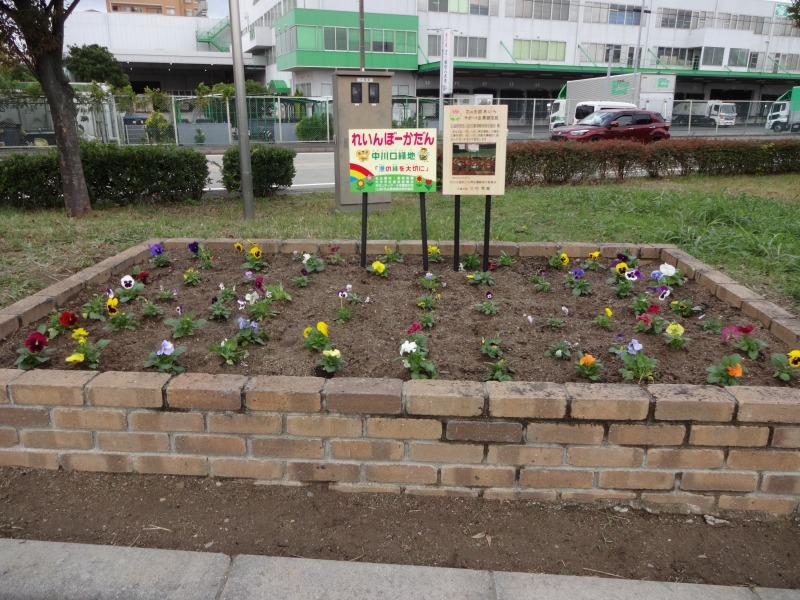 港保育園の子ども達と大手銀杏の会の皆さんとの花の植替R5.11.7_d0338682_10221805.jpg