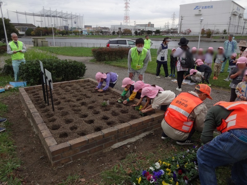 港保育園の子ども達と大手銀杏の会の皆さんとの花の植替R5.11.7_d0338682_10491645.jpg