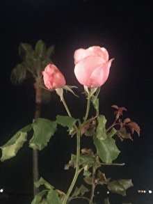 今日のバラ♪寒くてもどんどん開花している可愛いナエマさん_b0212911_23451550.jpeg