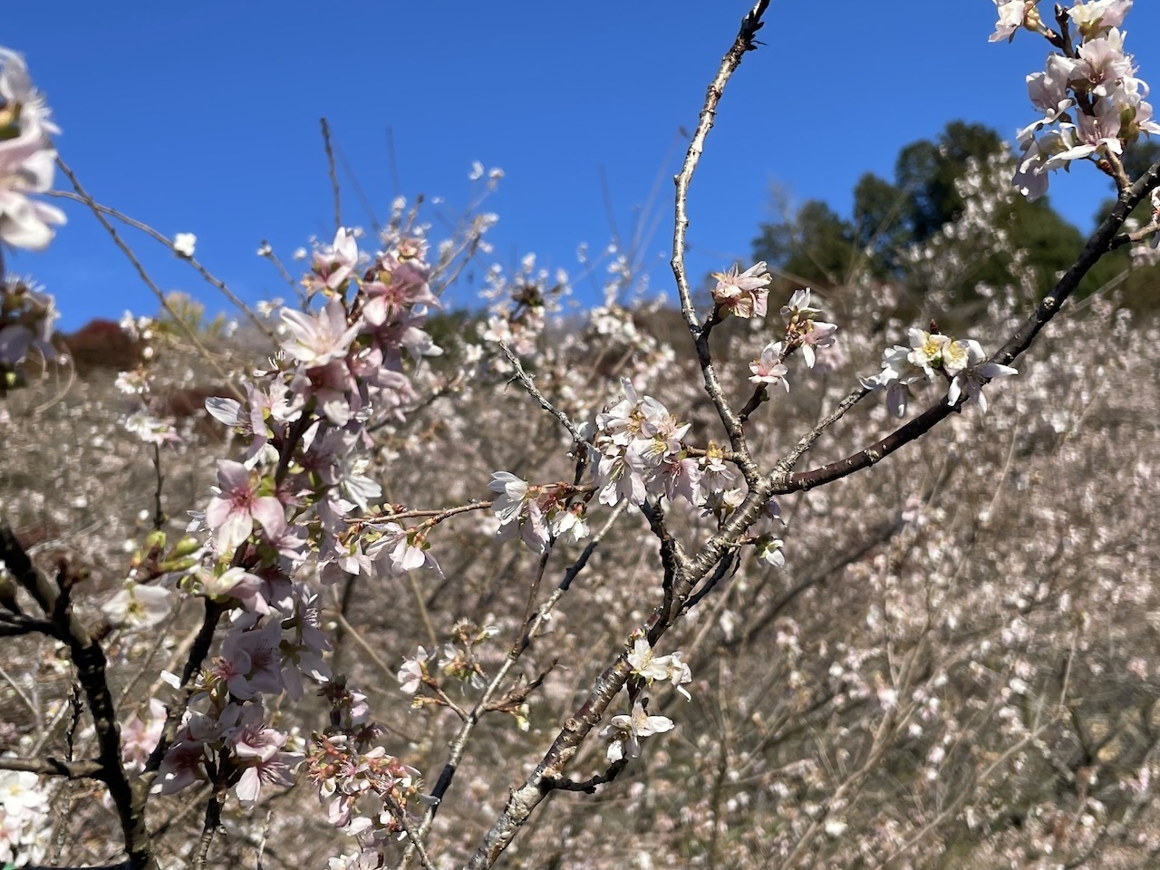 2023.11.20「四季桜はまだ早かった！」_c0197974_02215605.jpeg