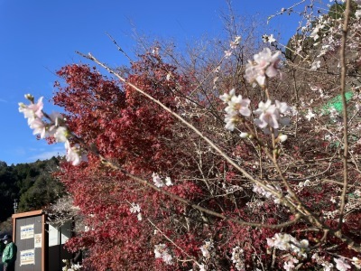 2023.11.20「四季桜はまだ早かった！」_c0197974_02215831.jpeg