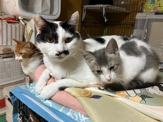 11月25日(土)保護猫カフェWISH開催します。_d0171907_11500072.jpg