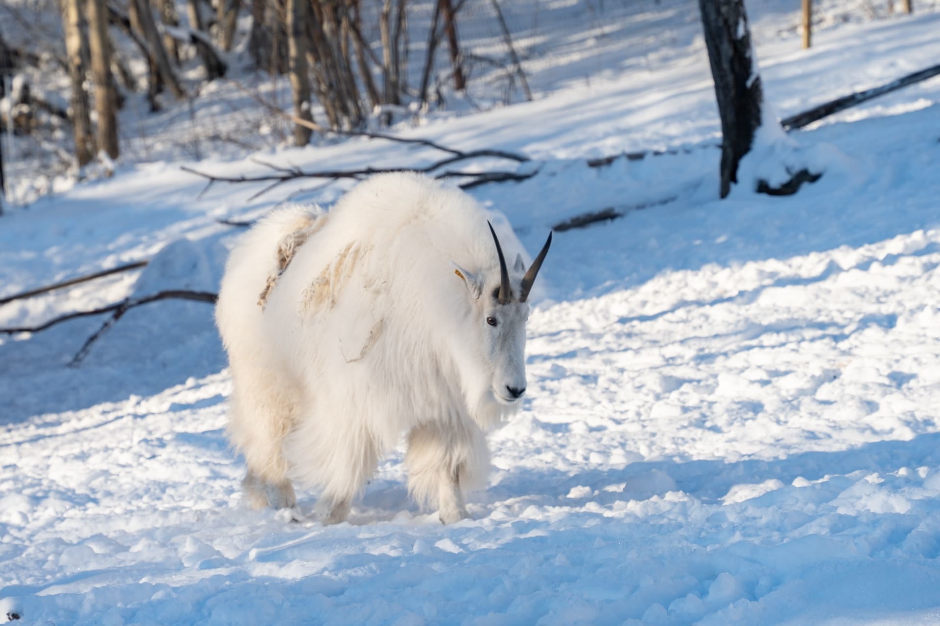 オーロラシーズン到来！極北の動物と出会ってホワイトホースを堪能！_d0112928_07534156.jpg