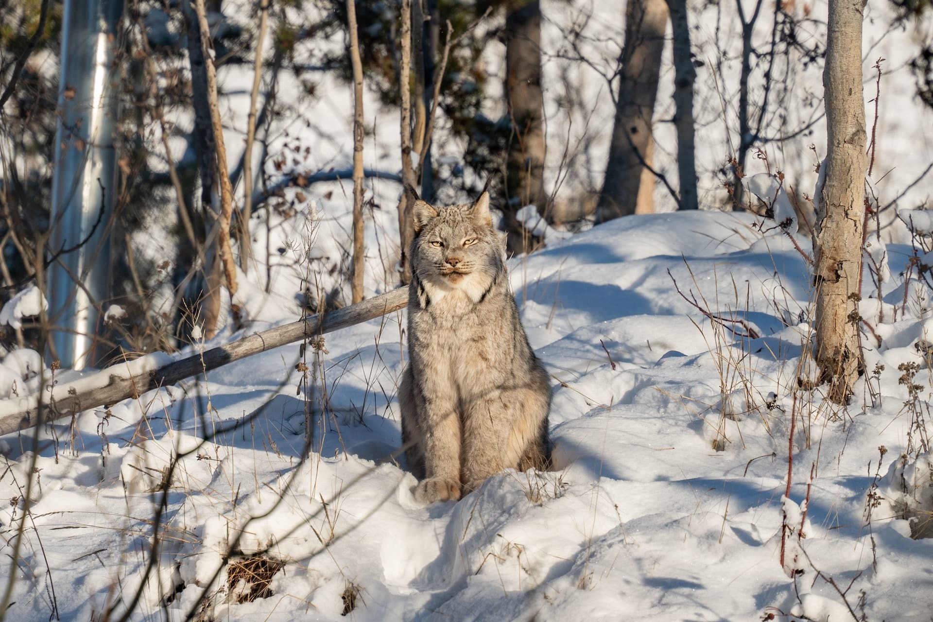 オーロラシーズン到来！極北の動物と出会ってホワイトホースを堪能！_d0112928_07542309.jpg
