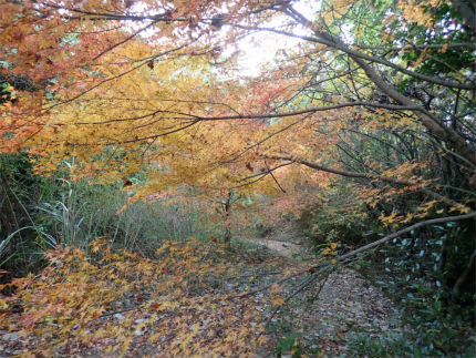 九千部山の紅葉（那珂川市）_d0182075_00352890.jpg