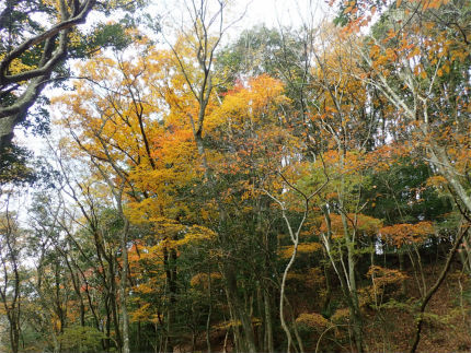 九千部山の紅葉（那珂川市）_d0182075_00371188.jpg