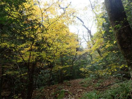 九千部山の紅葉（那珂川市）_d0182075_00372535.jpg