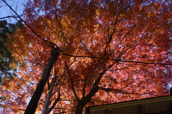 榛名山へ、今年最後の紅葉を見に行く_a0129636_15061522.jpg