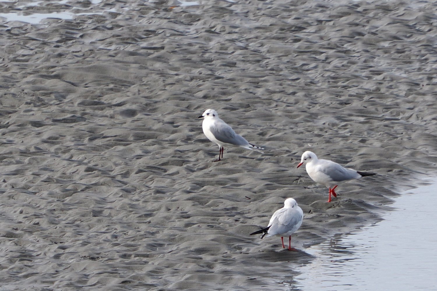 河口と田圃（2023年11月26日）_f0235311_18083881.jpg