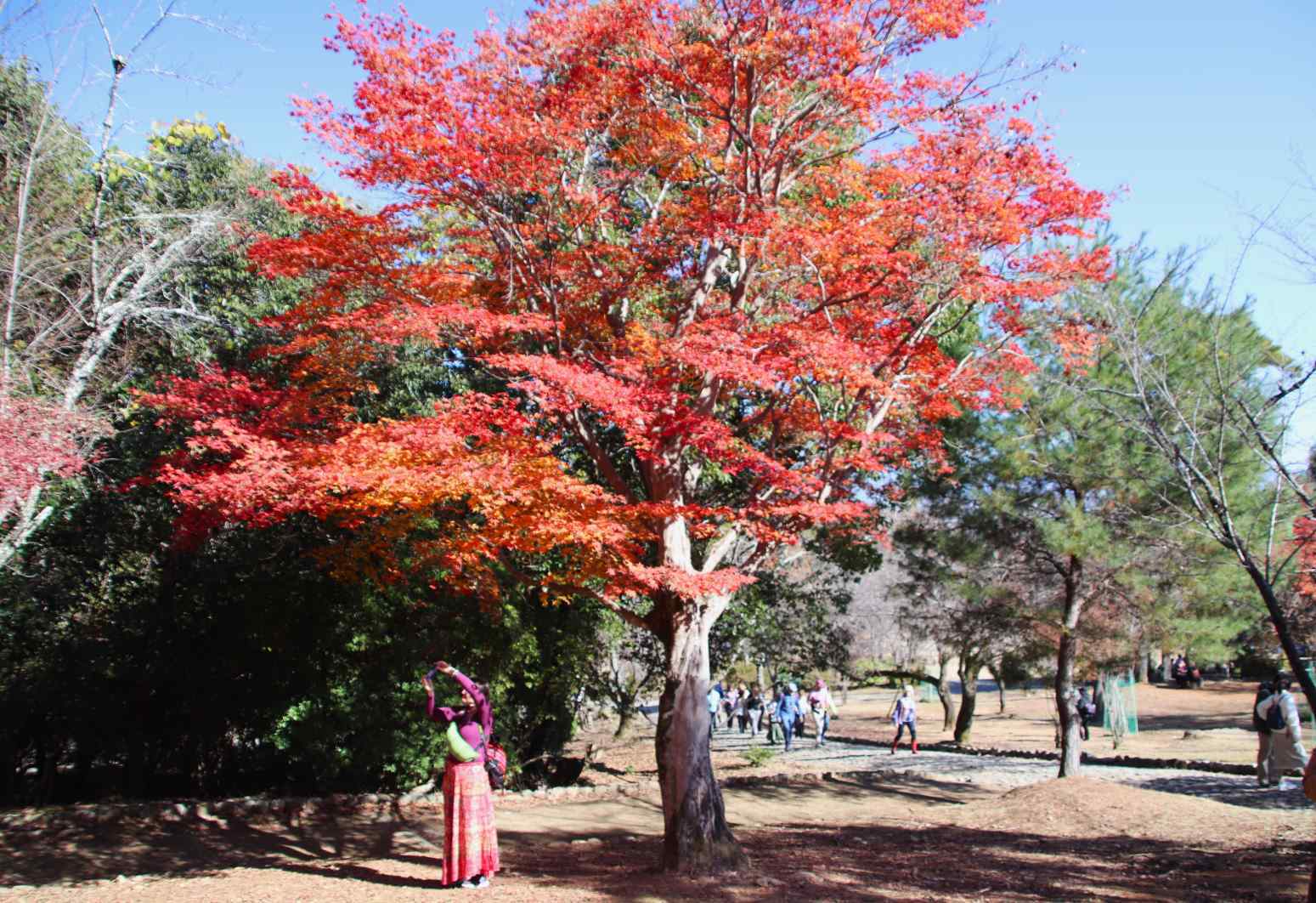 紅葉の嵐山④　竹林の道から亀山公園へ_e0048413_20193241.jpg