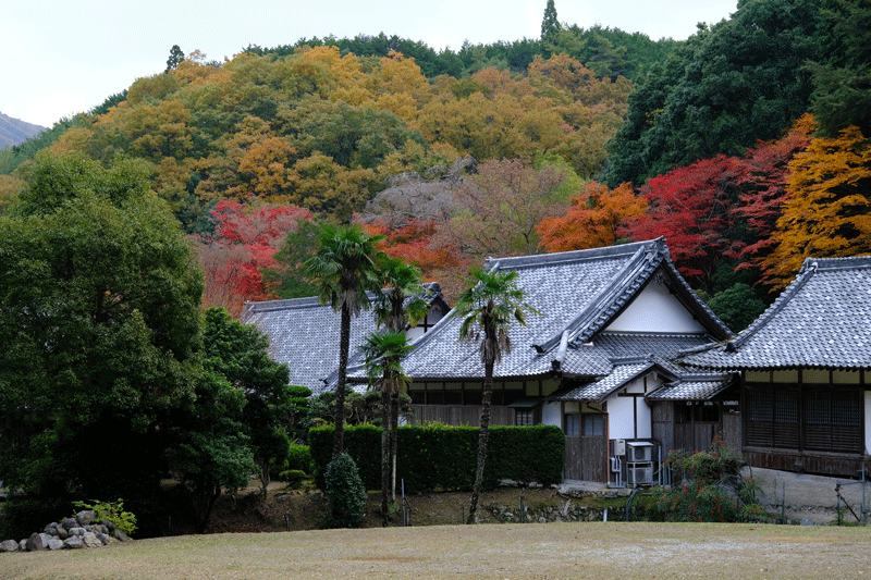 2023-11-24　河内長野市　地蔵寺と延命寺の紅葉を散策（地蔵寺編）_a0216227_13515572.gif