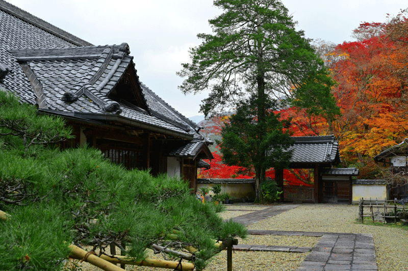 2023-11-24　河内長野市　地蔵寺と延命寺の紅葉を散策（地蔵寺編）_a0216227_15203025.gif