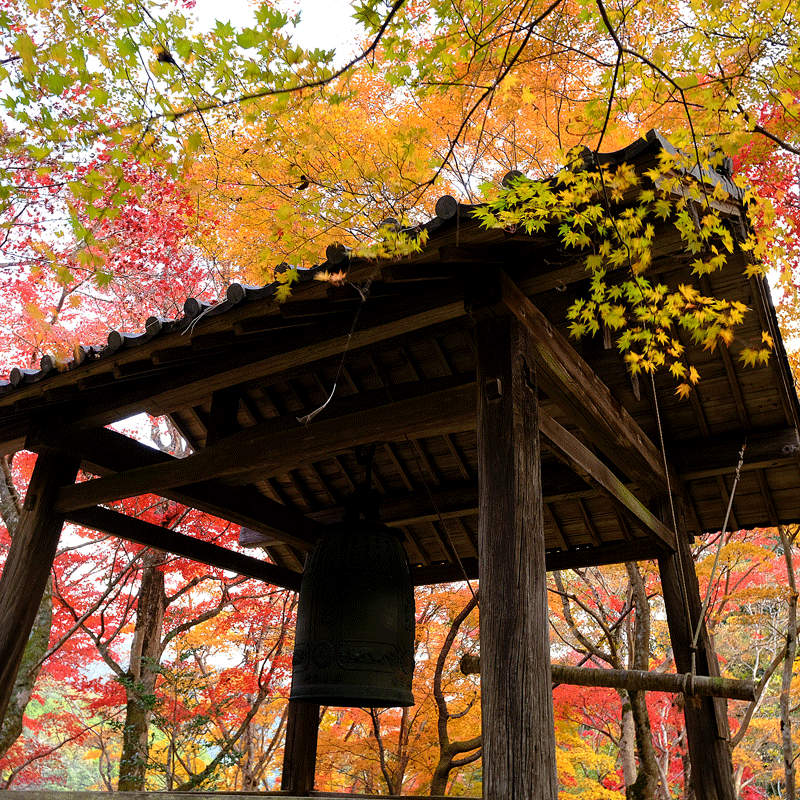 2023-11-24　河内長野市　地蔵寺と延命寺の紅葉を散策（地蔵寺編）_a0216227_15373568.gif