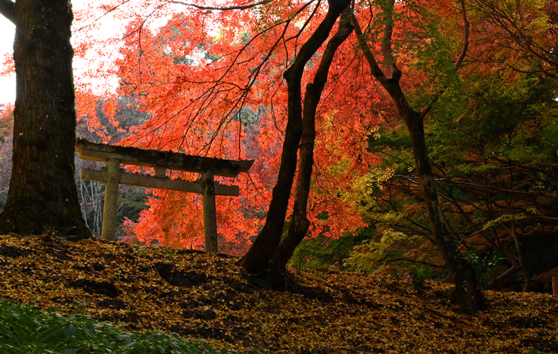 2023-11-24　河内長野市　延命寺の紅葉を散策（延命寺編）_a0216227_18240659.gif