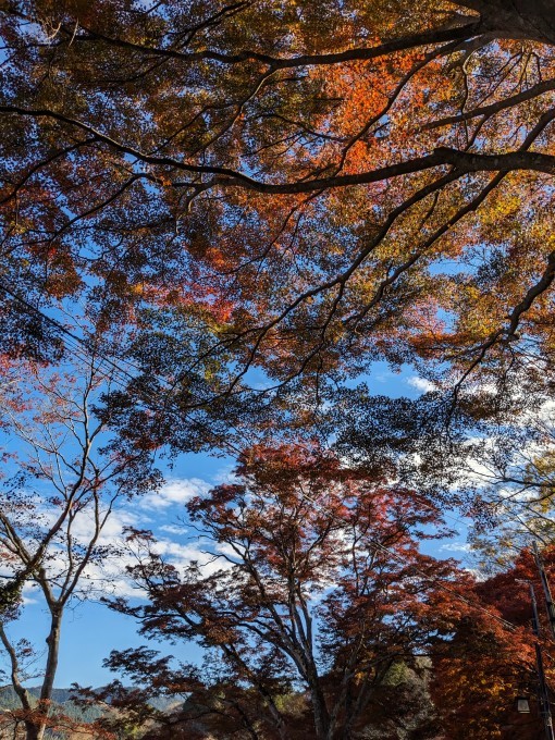吉野山に紅葉を見に行って来ました。_a0228333_19585134.jpg