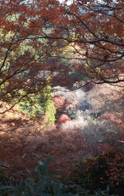 吉野山に紅葉を見に行って来ました。_a0228333_19591742.jpg