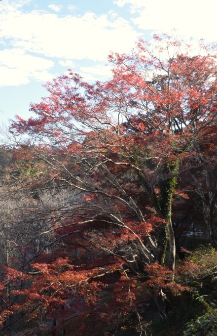 吉野山に紅葉を見に行って来ました。_a0228333_19594901.jpg