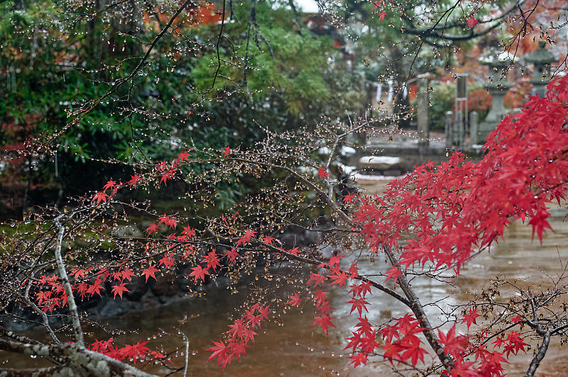 2023年奈良の紅葉&初雪＠龍泉寺_f0032011_19142005.jpg
