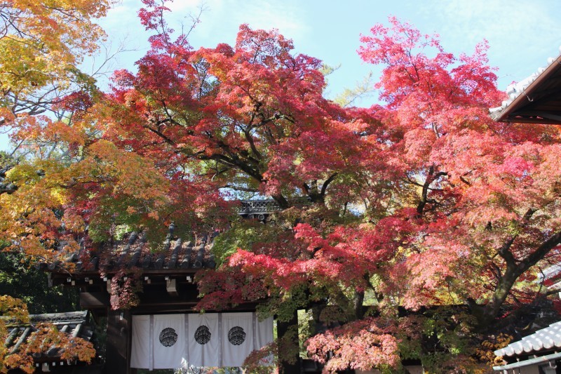 今宮神社　紅葉が盛りであぶり餅も繁盛_e0048413_22570316.jpg