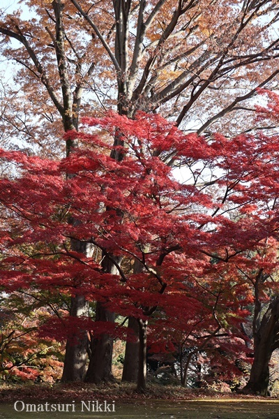 近所で紅葉狩り_e0365381_22291991.jpg