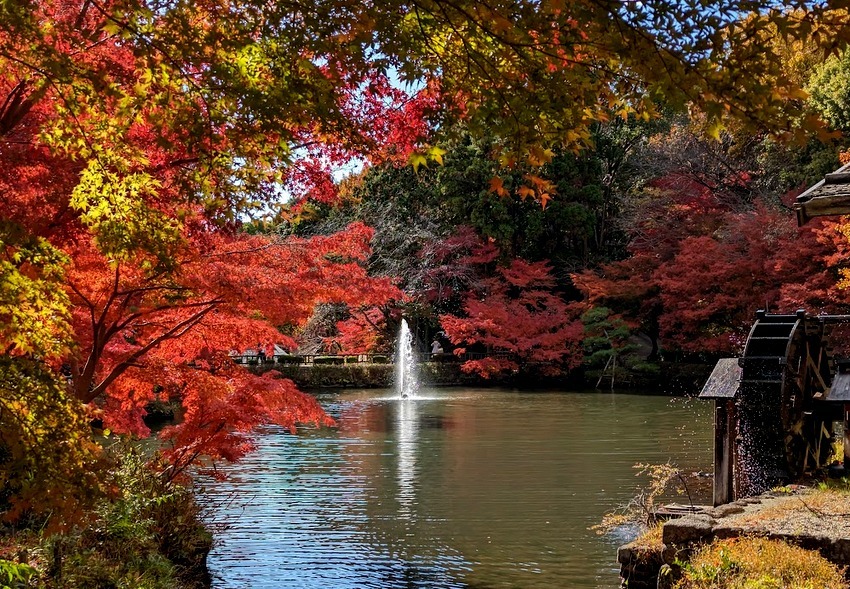 植物園紅葉_e0306708_09314593.jpg