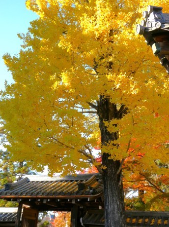 公孫樹の錦（nishiki silk of ginkgo leaves）_a0332314_16423224.jpg