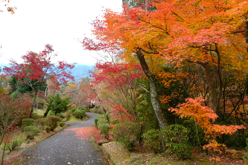 2023-11-27  (月) 曇りのち雨　橋本市杉村公園の紅葉散策_a0216227_17161990.gif