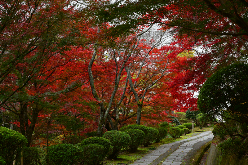 2023-11-27  (月) 曇りのち雨　橋本市杉村公園の紅葉散策_a0216227_17475989.gif