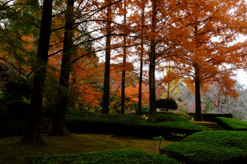 2023-11-27  (月) 曇りのち雨　橋本市杉村公園の紅葉散策_a0216227_18265061.gif