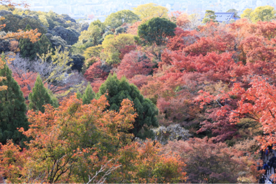 　”美”　古都を散策　「美人美人」「美人を求めて」「美を求めて」「自然を求めて」「アルプスを求めて」「自然の美と美」_f0033831_15242502.jpg