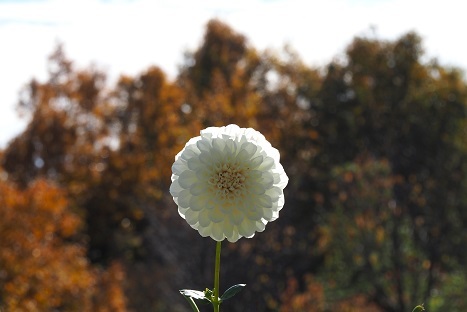 紅葉の散歩　　当麻寺・馬見丘陵公園_c0303868_05150958.jpg