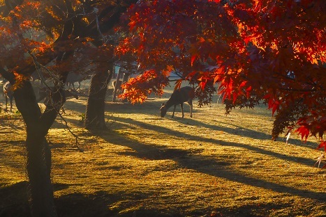 満月と紅葉の散策　　　奈良公園_c0303868_14590493.jpg