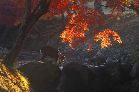 満月と紅葉の散策　　　奈良公園_c0303868_14593351.jpg