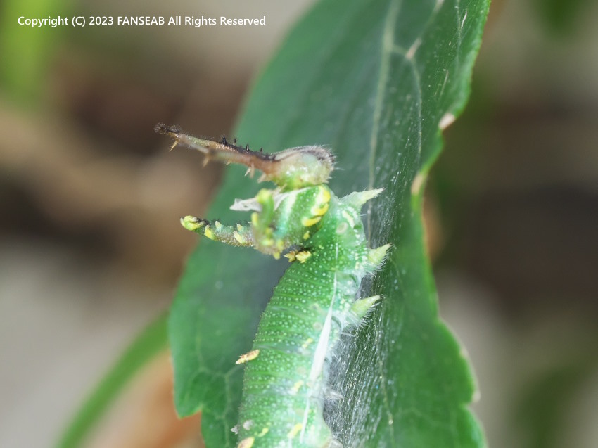 アカボシゴマダラ4齢幼虫の脱皮（9月下旬）_f0090680_20364852.jpg