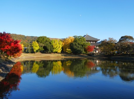 公孫樹の錦（nishiki silk of ginkgo leaves）_a0332314_09481499.jpg