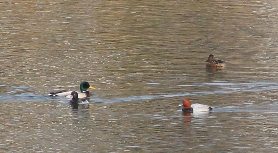 野鳥と遊んでます_a0172222_10185038.jpg