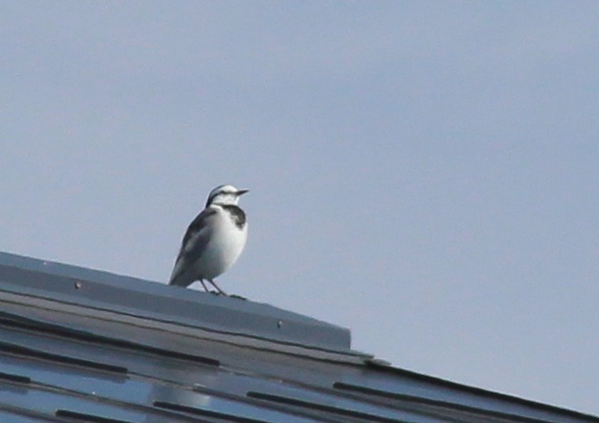 野鳥と遊んでます_a0172222_10192697.jpg