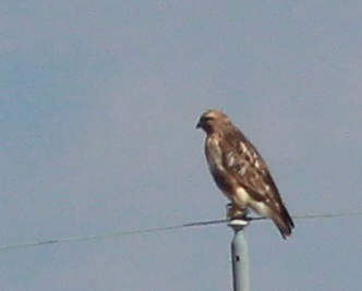 野鳥と遊んでます_a0172222_10242671.jpg