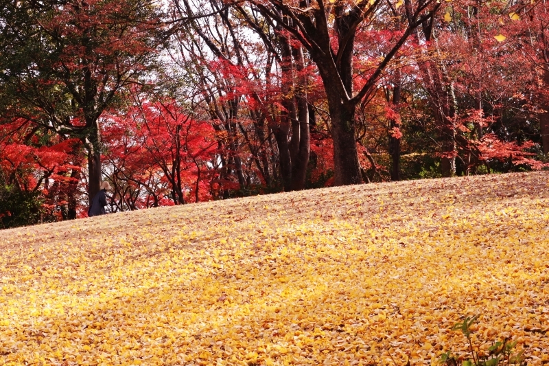 黄葉・紅葉・白鶺鴒_b0369666_14230927.jpg