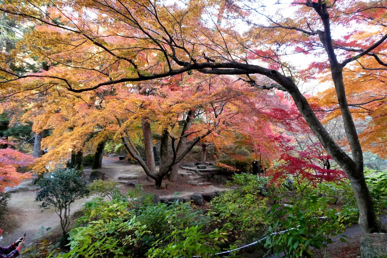 2023　ラスト紅葉　徳明園_a0019668_14415113.jpg