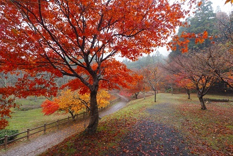 メタセコイヤ並木と琵琶湖周辺の紅葉　　鶏足寺・常楽寺_c0303868_12555507.jpg