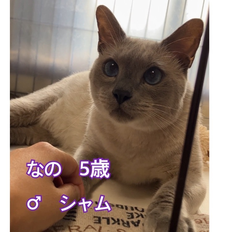 2月１７日（土）保護猫カフェWISH開催いたします。_d0171907_10474604.jpg