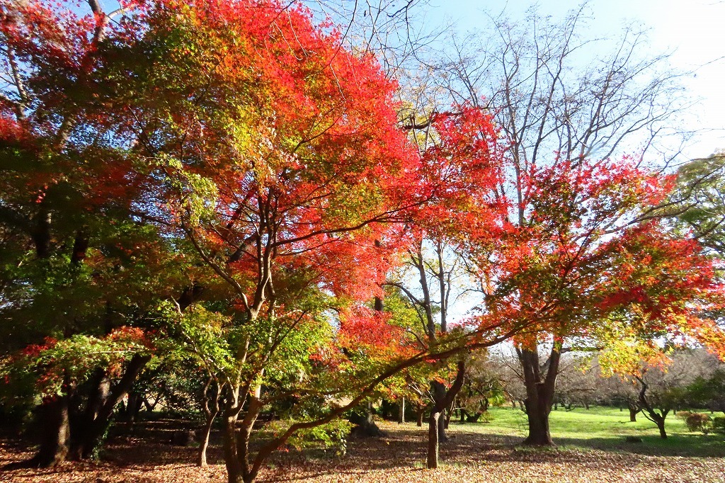 いつもの公園の紅葉を_b0236251_21051370.jpg